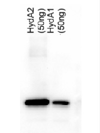 HydA2 | Iron-hydrogenase HydA2 in the group Antibodies for Plant/Algal  / Fermentation at Agrisera AB (Antibodies for research) (AS09 600)
